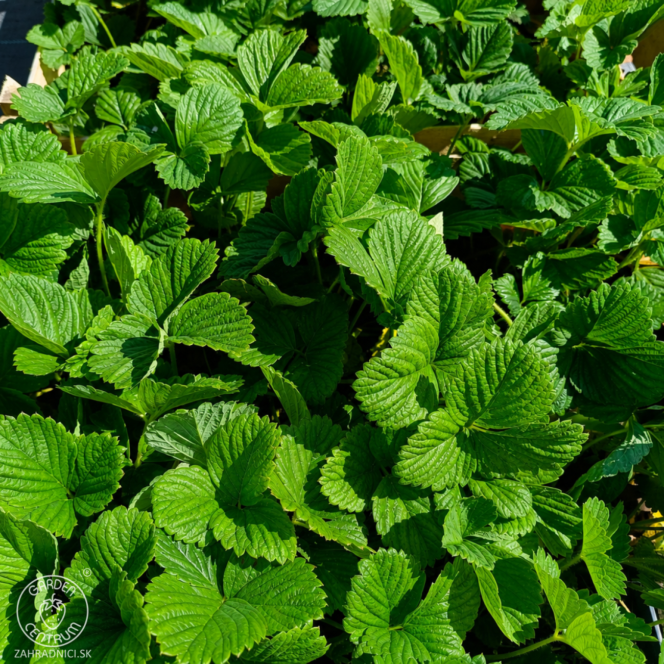 Obrázok Jahoda ananásová - Pineberry (Fragaria × ananassa) ´SNOW WHITE´ - P9